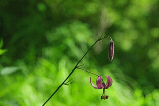 垂吊紫花 绽于绿意之间