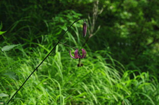 草丛中的紫色小花