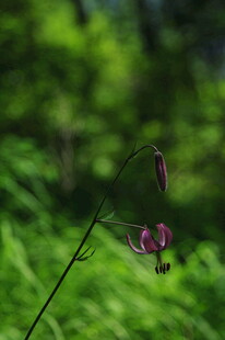 草丛中的娇艳小花