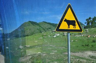 注意前方有牛警示牌