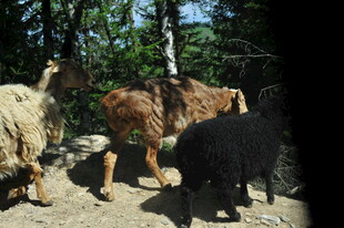 户外群羊在林间活动