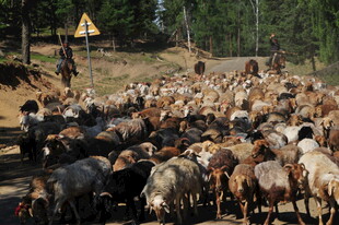 草原上的羊群迁徙场景
