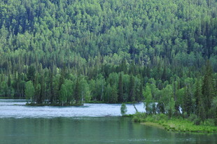 湖畔葱郁森林美景