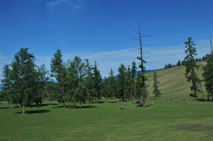 草原上的葱郁树木
