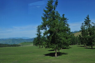 草原上的挺拔树木