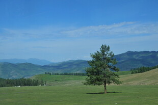 草原孤树 远山蓝天美景