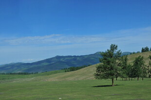 草原风光与树木