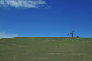 草原上的孤独树木