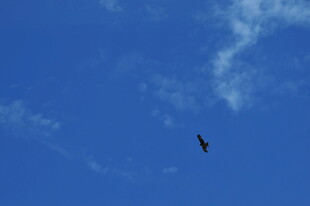 蓝天中翱翔的飞鸟