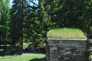 木屋顶的绿意盎然