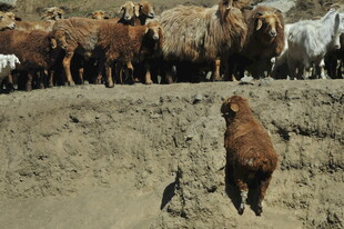 棕熊对峙群狼的惊险瞬间