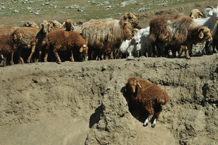 牛群旁一头牛陷入泥坑