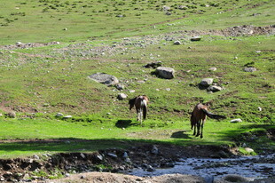 草原河畔的悠闲马群