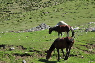 草原上的羊与驴