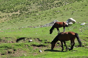 草原上悠闲吃草的马匹