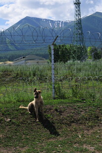 草原上的人犬与远山风景