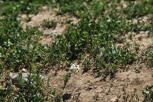 田野中的白色小花