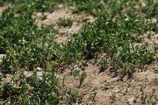 田间嫩绿小草生长景象