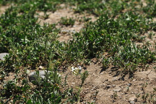 地面嫩绿小草与碎石