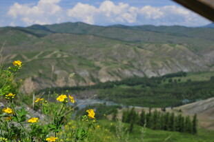 山间黄花与葱郁景致