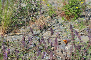 野外多彩植物景观