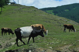 草原上的牛群悠然吃草