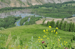 山间绿野中的烂漫花卉