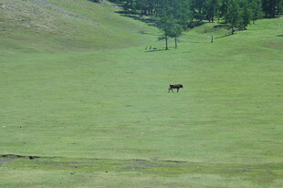 草原上的孤独骏马