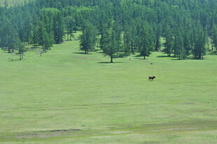 草原绿树间的悠然牧景