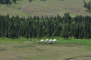 草原上的帐篷与茂密树林