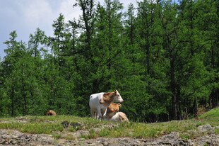 草原上的牛群与茂密树林