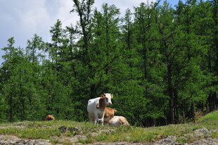 草原上休憩的牛群