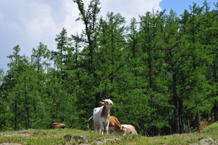 草原上的牛群与葱郁树林