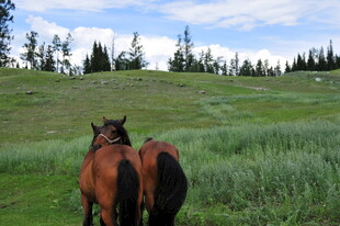 草原上的两匹马