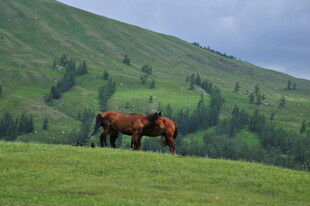 草原上的两匹马