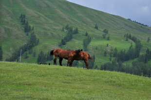 草原上的两匹马