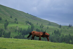 草原上独行的骏马
