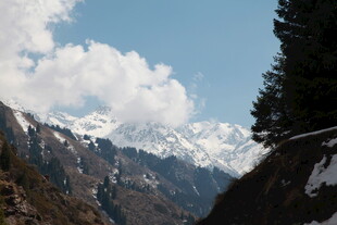 雪山景致 山林相伴
