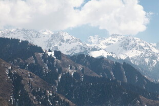 雪山森林壮丽自然景观