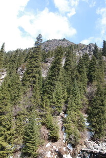 山林葱郁的自然景致