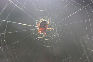 蜘蛛盘踞在蛛网中央