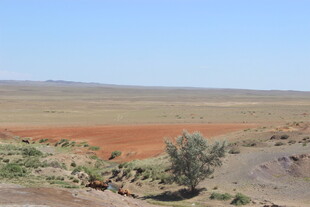 广袤荒漠中的稀疏植被
