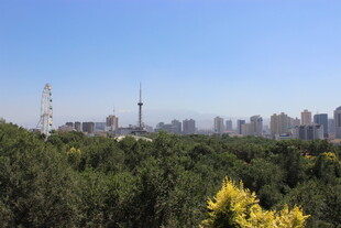 城市森林景观远眺