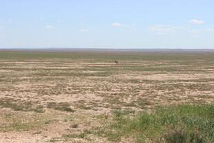 广袤荒漠草原景观