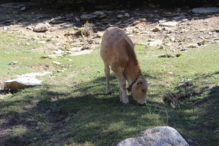 草地间低头吃草的小牛