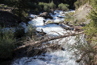 山间溪流与倒木景观
