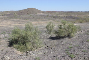 荒漠中的稀疏绿植