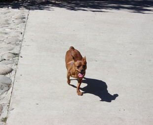 路上奔跑的棕色小狗