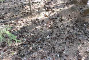 地面上的泥土与零星植物