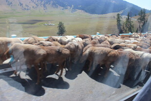 公路上成群的羊在迁徙